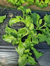 팜모닝 11월 내 작물 자랑하기·참여글 게시글 이미지