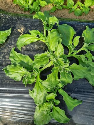 이정혜님의 11월 내 작물 자랑하기 · 참여글 작성글 사진