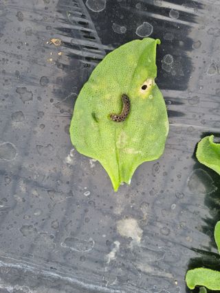 이정혜님의 11월 내 작물 자랑하기 · 참여글 작성글 사진