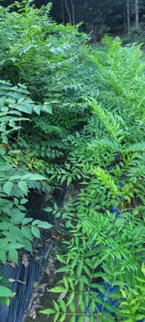 팜모닝 11월 내 작물 자랑하기·참여글 게시글 이미지