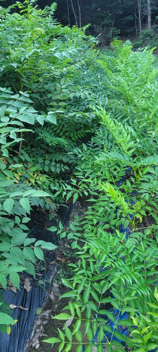 신현덕님의 11월 내 작물 자랑하기 · 참여글 작성글 사진