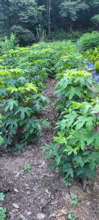 신현덕님의 11월 내 작물 자랑하기 · 참여글 작성글 사진