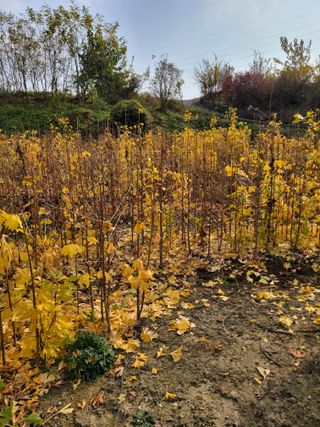 상근농원김덕주님의 11월 내 작물 자랑하기 · 참여글 작성글 사진