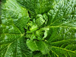 상추8371님의 배추 · 품종•종자 작성글 사진