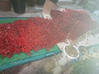 오영도님의 고추 · 수확 작성글 사진