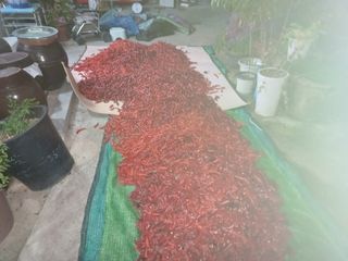 오영도님의 고추 · 수확 작성글 사진