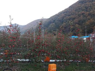 김인태님의 11월 내 작물 자랑하기 · 참여글 작성글 사진