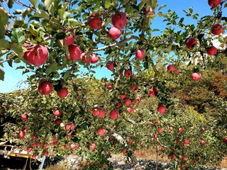 김인태님의 11월 내 작물 자랑하기 · 참여글 작성글 사진