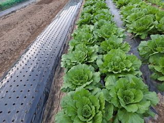 조수호님의 11월 내 작물 자랑하기 · 참여글 작성글 사진