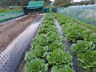 조수호님의 11월 내 작물 자랑하기 · 참여글 작성글 사진