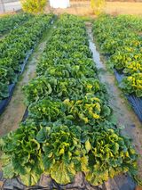 팜모닝 배추·병해충상담 게시글 이미지