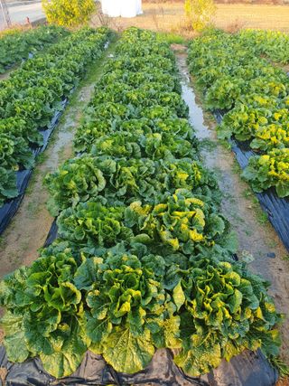 김석건님의 배추 · 병해충상담 작성글 사진