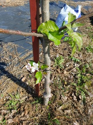 미카엘농장님의 11월 내 작물 자랑하기 · 참여글 작성글 사진