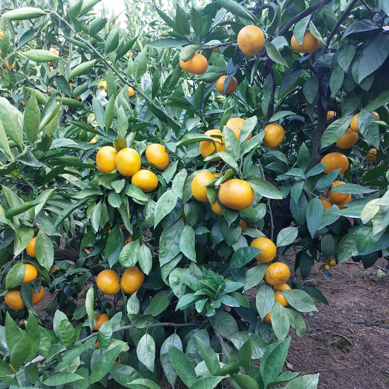 장터 상품 [ ☆품절☆        노지 조생감귤10kg] 썸네일