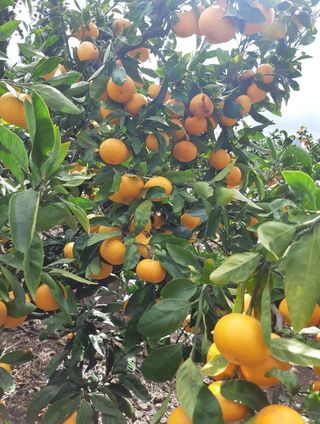 성민감귤농원님의 작성글 사진