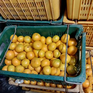 성민감귤농원님의 작성글 사진