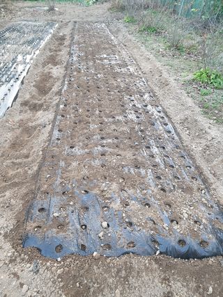 임훈택 님의 마늘 · 영농일지 작성글 사진