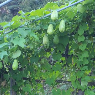 정태권님의 11월 내 작물 자랑하기 · 참여글 작성글 사진