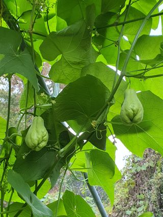 정태권님의 11월 내 작물 자랑하기 · 참여글 작성글 사진