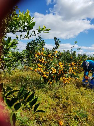 변창신님의 11월 내 작물 자랑하기 · 참여글 작성글 사진