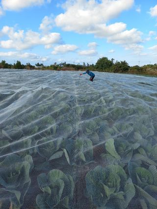 변창신님의 11월 내 작물 자랑하기 · 참여글 작성글 사진