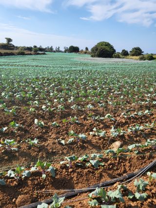 변창신님의 11월 내 작물 자랑하기 · 참여글 작성글 사진