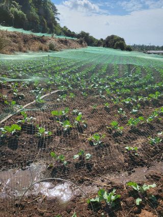 변창신님의 11월 내 작물 자랑하기 · 참여글 작성글 사진