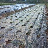 팜모닝 11월 내 작물 자랑하기·참여글 게시글 이미지