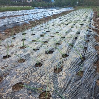 두두짱돌님의 11월 내 작물 자랑하기 · 참여글 작성글 사진