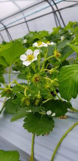 팜모닝 11월 내 작물 자랑하기·참여글 게시글 이미지