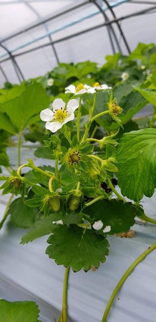 박보선님의 11월 내 작물 자랑하기 · 참여글 작성글 사진