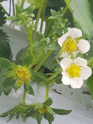 박보선님의 11월 내 작물 자랑하기 · 참여글 작성글 사진