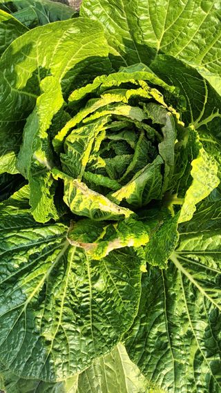 전종식님의 배추 · 병해충상담 작성글 사진