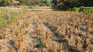 콩12024님의 콩 · 자유게시판 작성글 사진