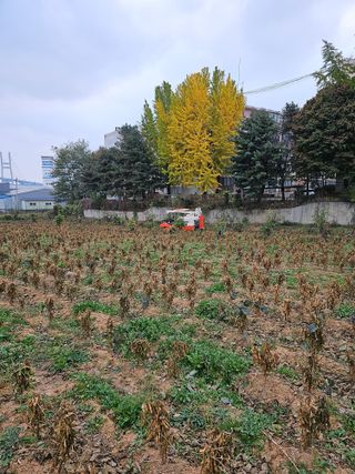 묽맑은 길 이영행님의 콩 · 자유게시판 작성글 사진