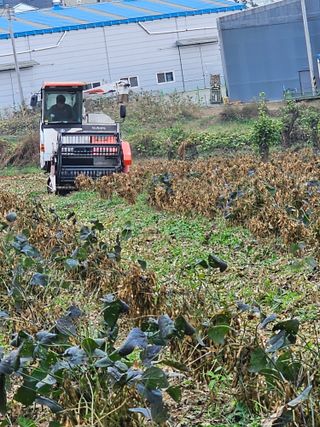 묽맑은 길 이영행님의 콩 · 자유게시판 작성글 사진