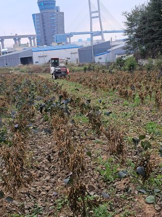 묽맑은 길 이영행님의 콩 · 자유게시판 작성글 사진