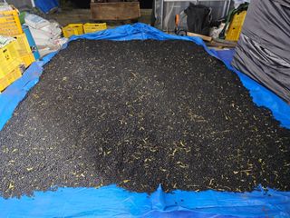 묽맑은 길 이영행님의 콩 · 자유게시판 작성글 사진