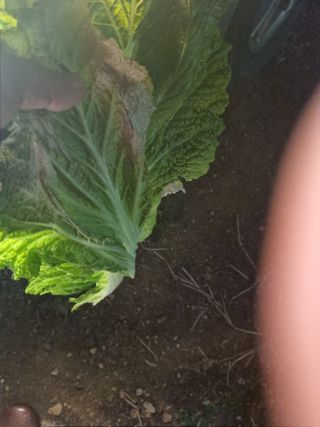 시금치20419님의 배추 · 병해충상담 작성글 사진