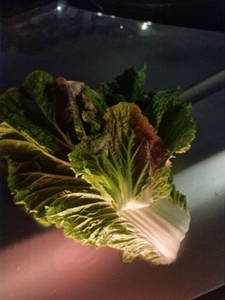 시금치20419님의 배추 · 병해충상담 작성글 사진