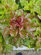 팜모닝 자유주제·자유게시판 게시글 이미지