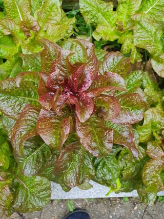 안비님의 자유주제 · 자유게시판 작성글 사진