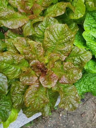 안비님의 자유주제 · 자유게시판 작성글 사진