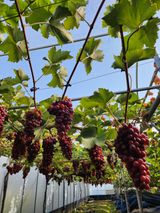 팜모닝 11월 내 작물 자랑하기·참여글 게시글 이미지