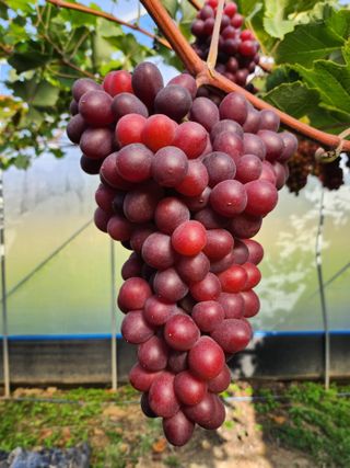 아침햇살님의 11월 내 작물 자랑하기 · 참여글 작성글 사진