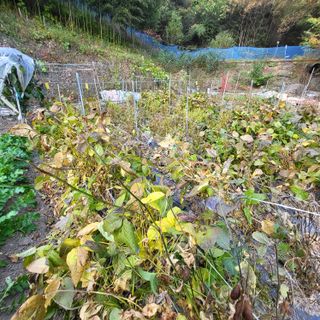 오케바리(옥경종)님의 콩 · 영농일지 작성글 사진