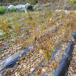 오케바리(옥경종)님의 콩 · 영농일지 작성글 사진