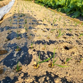오케바리(옥경종)님의 마늘 · 영농일지 작성글 사진