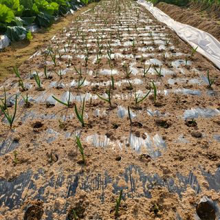 오케바리(옥경종)님의 마늘 · 영농일지 작성글 사진