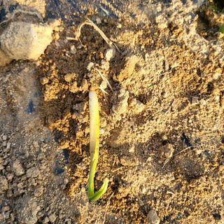 오케바리(옥경종)님의 마늘 · 영농일지 작성글 사진